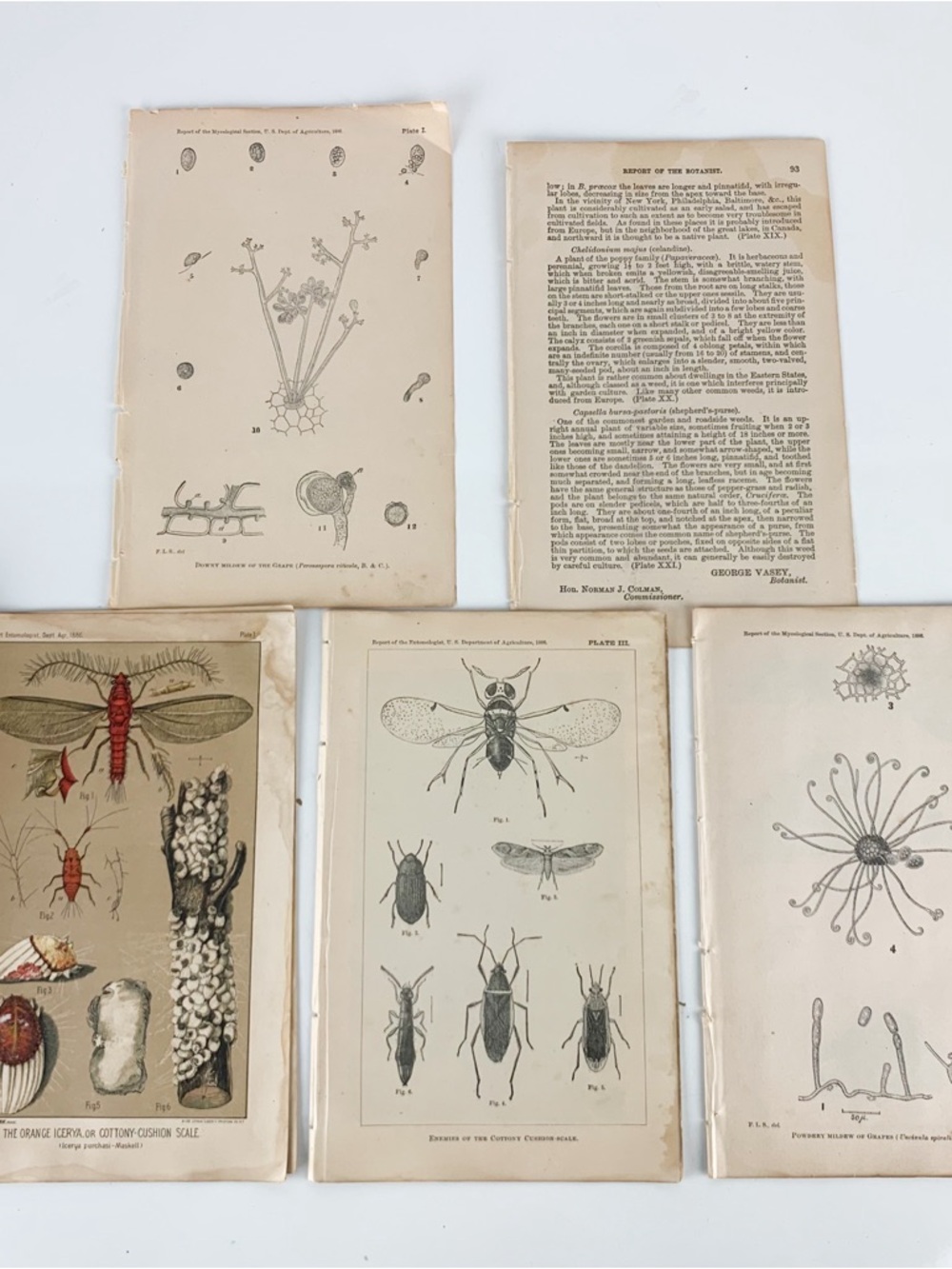 1886 Dept Of Agriculture Color & B/W Book Plates Diseases Fruit Insect Pages